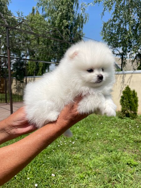 Pomeranian catei