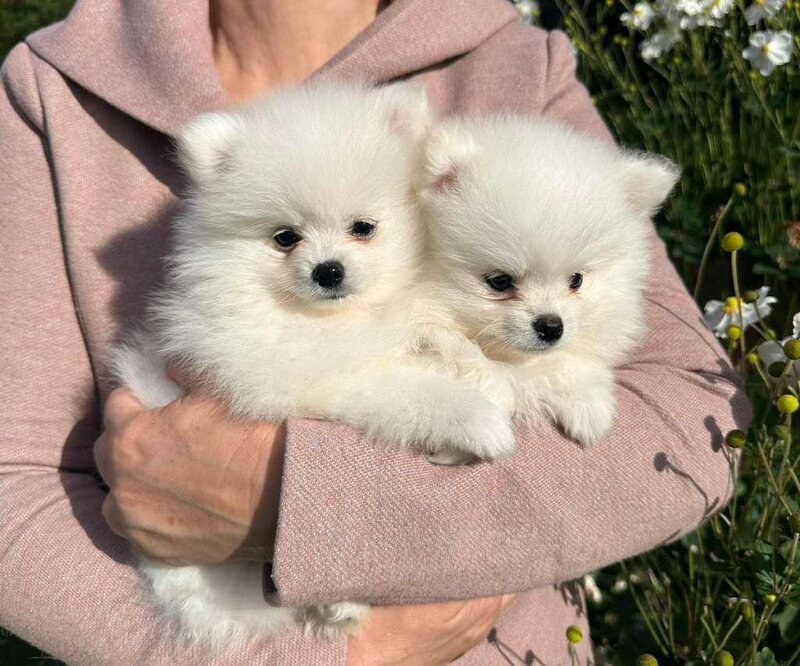 Pomeranian catei